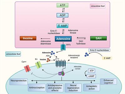 Inosine as a Tool to Understand and Treat Central Nervous System Disorders: A Neglected Actor?